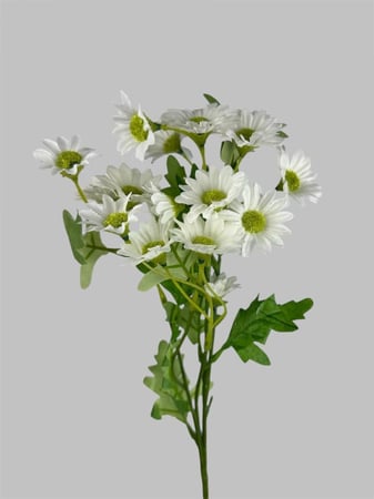 اقحوان - متعدد الالوان