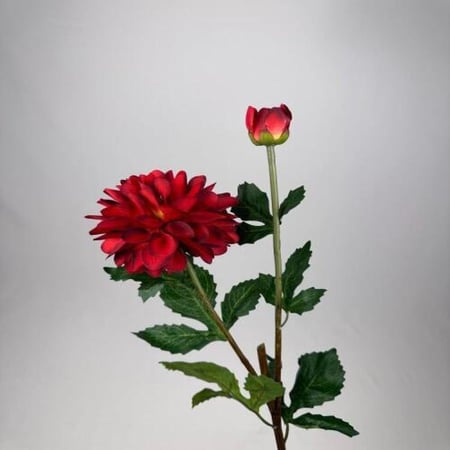 زهرة الكريز -متعدد الالوان