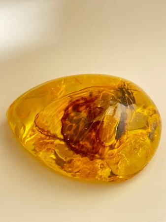 تحفة تراب كهرمان محشي فراشة طبيعي