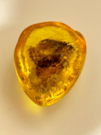 تحفة تراب كهرمان محشي فراشة طبيعي