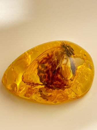 تحفة تراب كهرمان محشي فراشة طبيعي