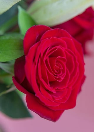 فازة السعادة