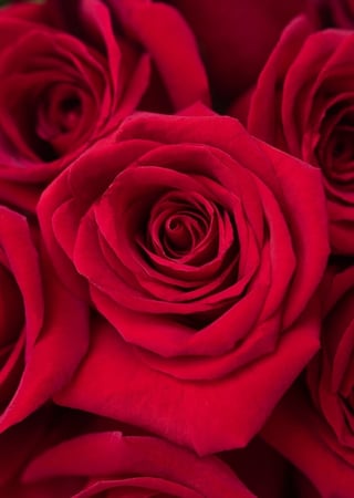 ورد - باقة ورد