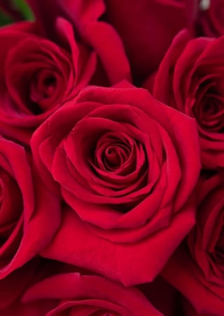 وردة - ورد جوري - روز - ورد - محل ورد