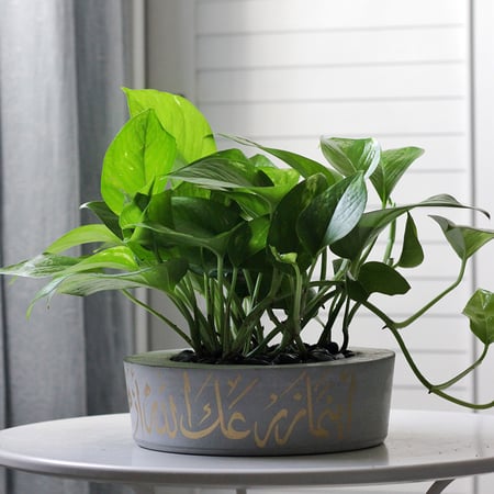 حوض كونكريت بعبارة أينما زرعك الله أزهر