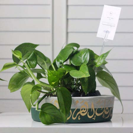 حوض كونكريت بتصميم زيتي ( مخصصه بالأسم )