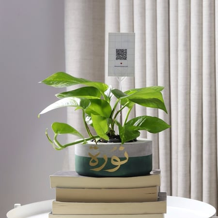 حوض كونكريت حجم صغير بألوان مختلفة