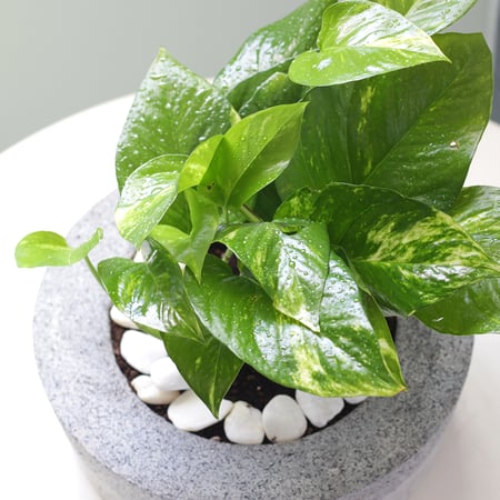 حوض كونكريت Elegant grey ( رمادي انيق )