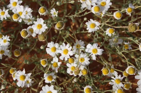 القحويان  بذور زهور قحويان النفود anthemis deserti