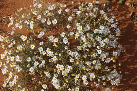 القحويان  بذور زهور قحويان النفود anthemis deserti