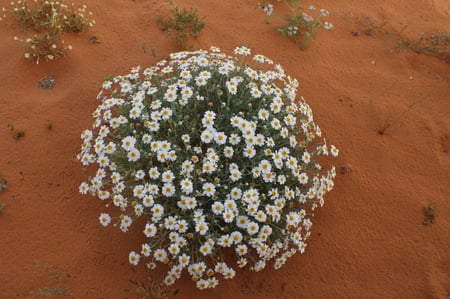 القحويان  بذور زهور قحويان النفود anthemis deserti