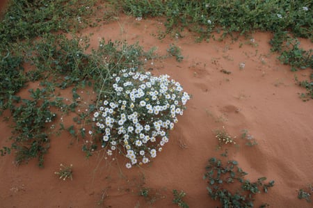 القحويان  بذور زهور قحويان النفود anthemis deserti