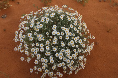 القحويان  بذور زهور قحويان النفود anthemis deserti