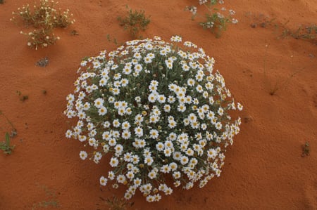القحويان  بذور زهور قحويان النفود anthemis deserti