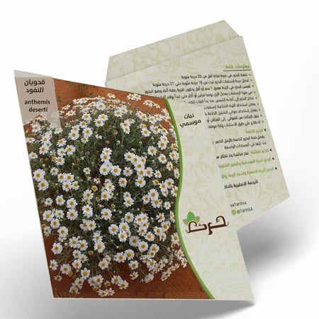 القحويان  بذور زهور قحويان النفود anthemis deserti