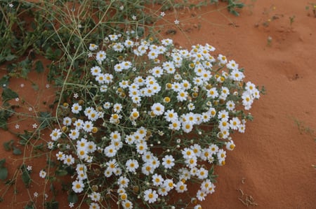 القحويان  بذور زهور قحويان النفود anthemis deserti