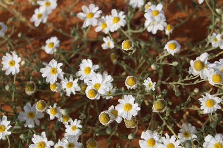 القحويان  بذور زهور قحويان النفود anthemis deserti