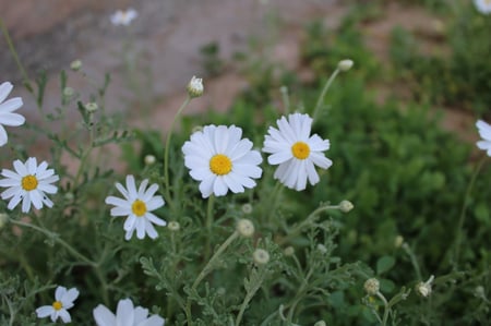 القحويان  بذور زهور قحويان النفود anthemis deserti