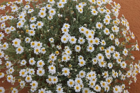 القحويان  بذور زهور قحويان النفود anthemis deserti
