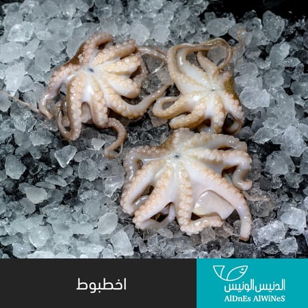 1 كيلو بيبي اخطبوط