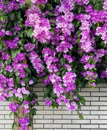 شتلات متسلقة المانسو حوالي 50 سم