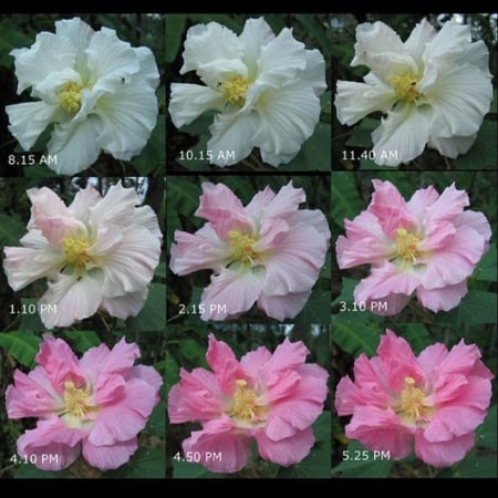 شتلات قطن روز  حوالي 40_60 سم