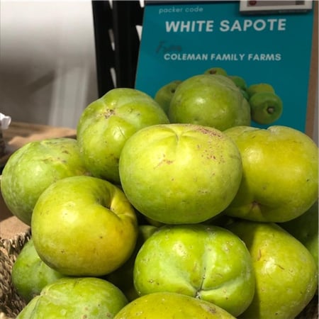 شتلات سابوتا بيضاء  80_120سم