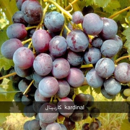 شتلات عنب كاردينال 20_50سم