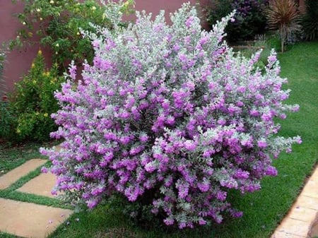 شتلات ميرامية  فضيه ليوكوفيلوم حوالي 30_50سم