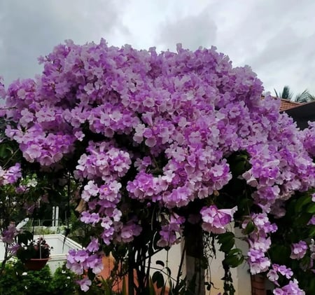 شتلات متسلقة المانسو حوالي 50 سم