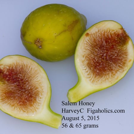 شتلات تين عسل سالم