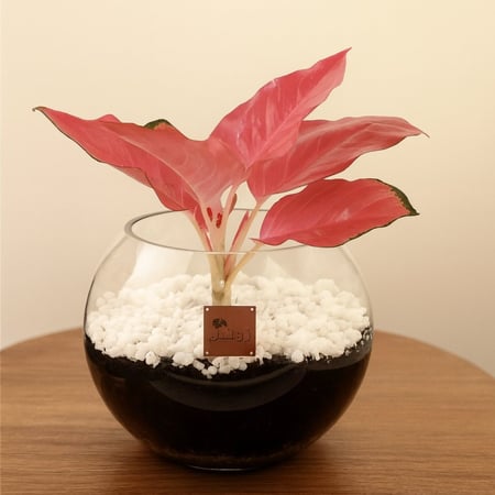 إشراقة وردية مناسبة للمغسلة