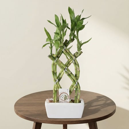 سيمفونية الخيزران