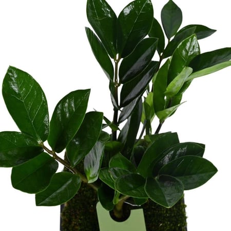 زاميفوليا في فازة زجاجية مربعة مع طحالب