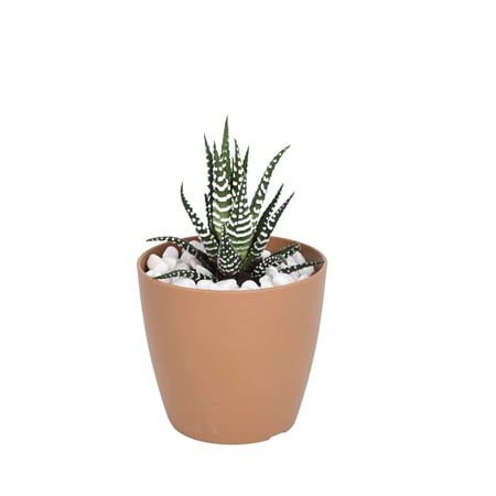 زينة المكتب