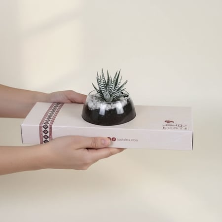 هوارثيا على قاعدة الطيب