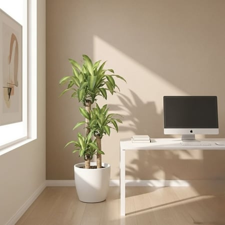 نبتة دراسينا ماسنجانا في حوض ري ذاتي