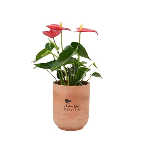 نبتة انتوريوم طبيعية حمراء مع شوكولاتة بستاني الوردة في تغليف أنيق من