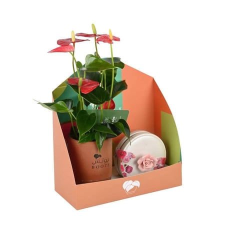 نبتة انتوريوم طبيعية حمراء مع شوكولاتة بستاني الوردة في تغليف أنيق من