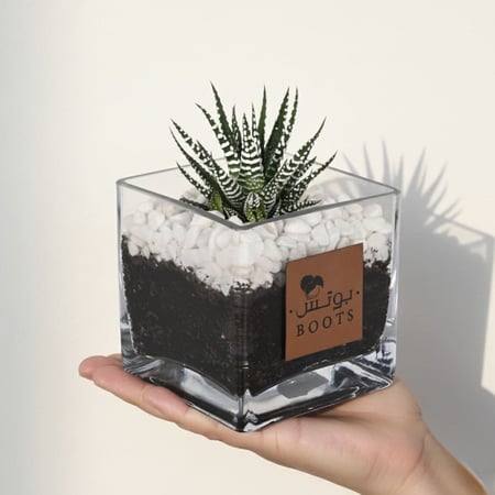 هوارثيا صغير