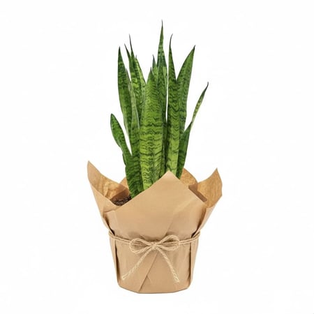 نبتة سنسفيرا كبيرة في حوض شتل مغلفة