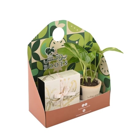 بوكس نبتة خضراء مع شوكولاتة مغلفة بشريط وردي فاخر