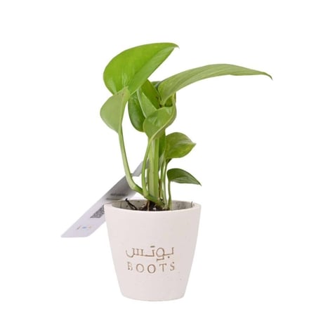 بوكس بوتس مع قهوة سعودية من هجين هدية أنيقة