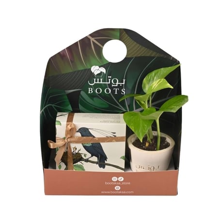 بوكس نبتة بوتس مع شوكولاتة مغلفة بشريط بني أنيق