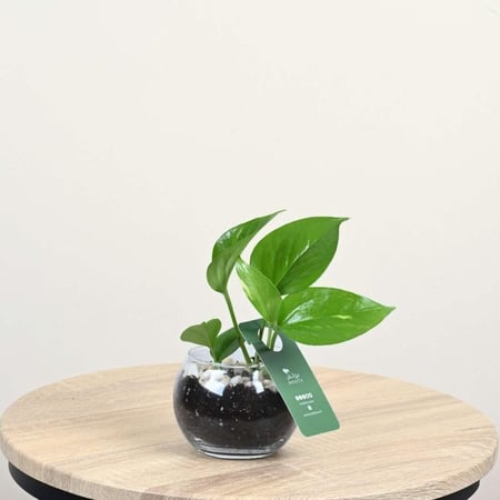 نبتة بوتس طبيعية بتغليف توزيعات أنيق وأصيص طيني