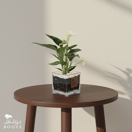 انتوريوم ابيض مناسبة لحوض الغسيل