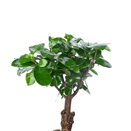 هدية نبتة وشوكولاتة هدايا للشركات هدايا التخرج هدايا ميلاد وتوزيعات