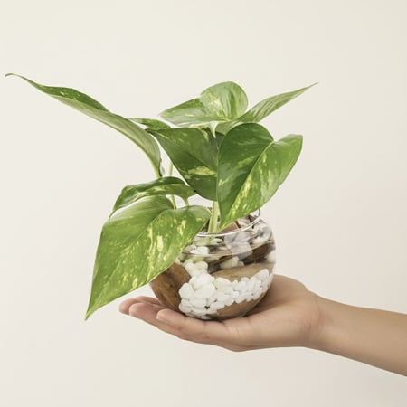 توازن الطبيعة