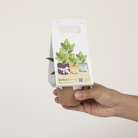 ببروميا توزيعة أنيقة