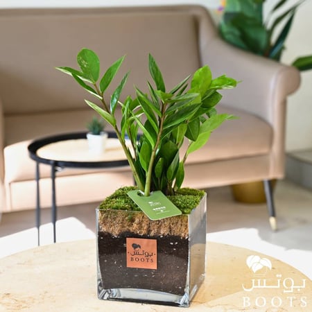 زراعة الأمل